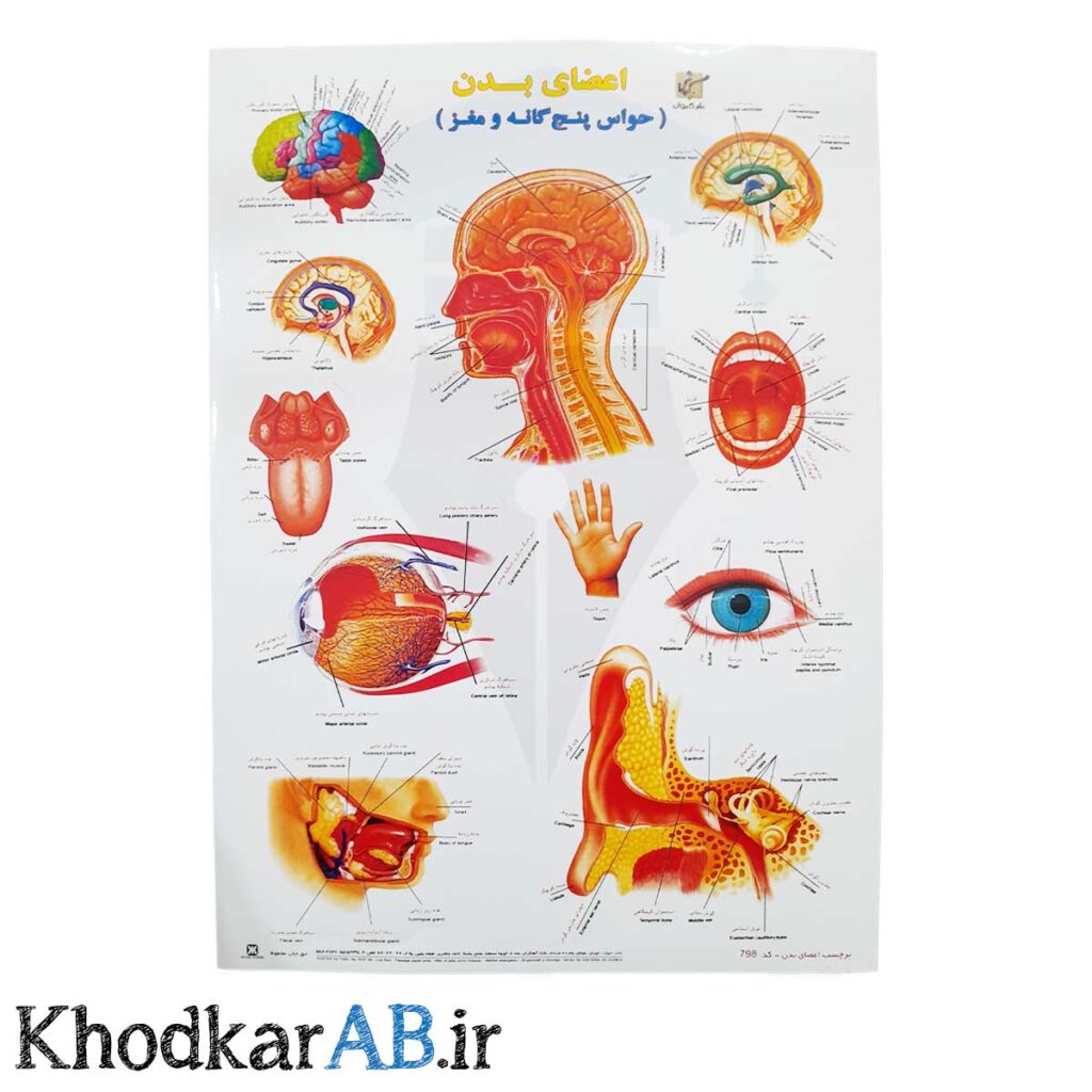 برچسب-آموزشی-اعضای-بدن-انسان